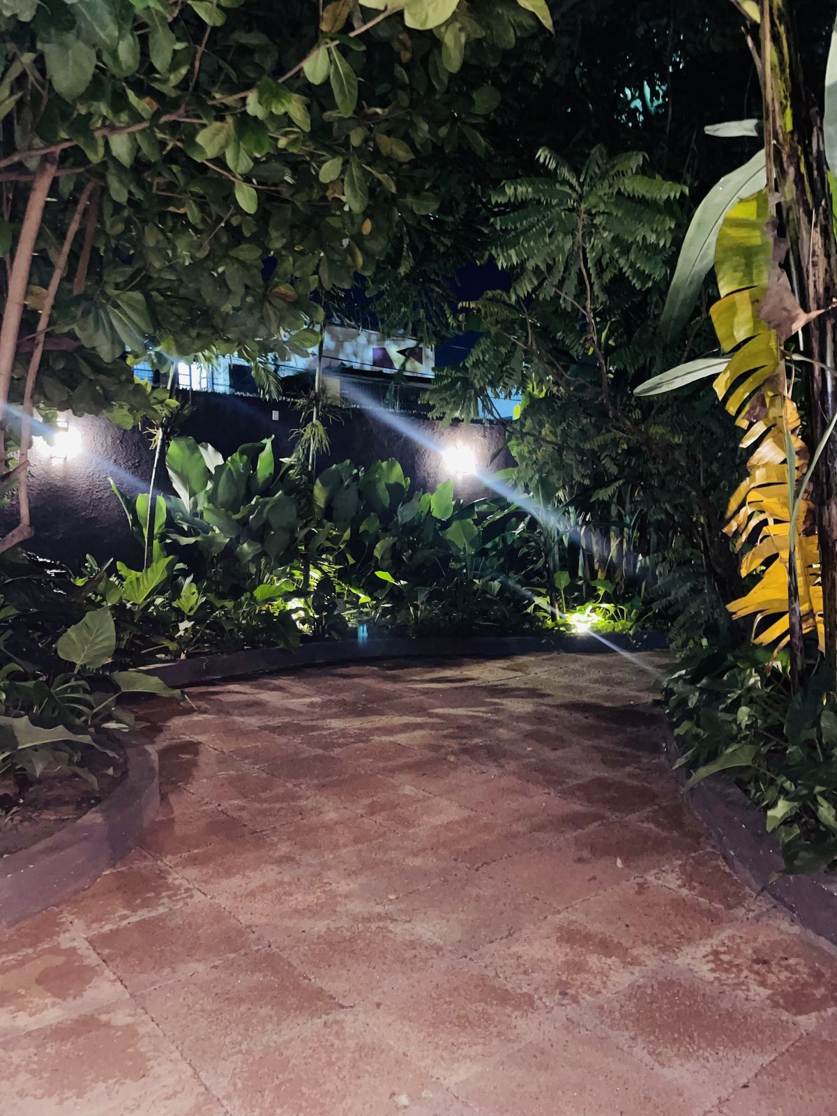 Jardim tropical à noite